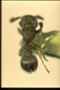 Tetramorium lanuginosum