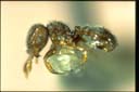 Tetramorium lanuginosum