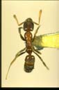 Hypoponera confinis