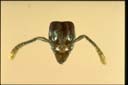 Hypoponera confinis