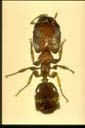 Pheidole sp.