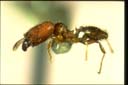 Pheidole sp.