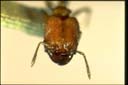Pheidole sp.