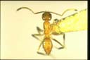 Paratrechina minutula