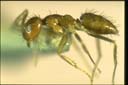 Paratrechina minutula
