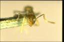 Paratrechina minutula