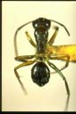 Camponotus sp.