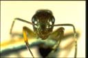 Camponotus sp.