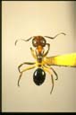 Camponotus sp.