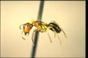 Camponotus sp.