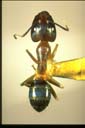 Camponotus sp.