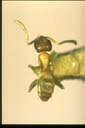 Tapinoma melanocephalum