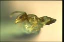 Tapinoma melanocephalum