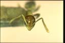 Tapinoma melanocephalum