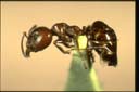 Myrmecorhynchus sp.