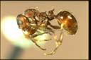 Pseudonotoncus breviceps