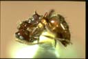 Teratomyrmex greavesi