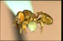 Adlerzia froggatti