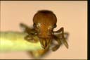 Mesostruma exolympica