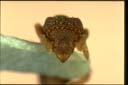 Eurhopalothrix australis