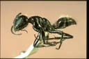 Calomyrmex sp.