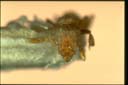Pyramica membranifera