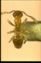 Monomorium talpa