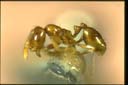 Monomorium talpa