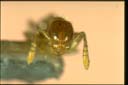 Monomorium talpa