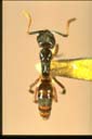 Pachycondyla christmasi