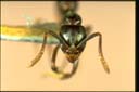 Pachycondyla christmasi