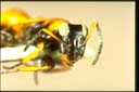 Opistopsis pictus