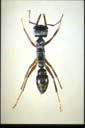 Myrmecia sp.