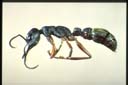 Myrmecia sp.