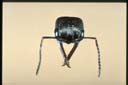 Myrmecia sp.