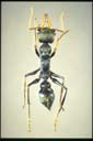 Myrmecia banksi