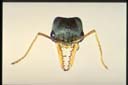 Myrmecia banksi