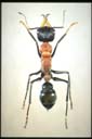 Myrmecia chasei