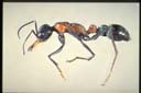Myrmecia chasei