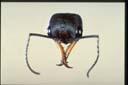 Myrmecia chasei