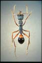 Myrmecia esuriens