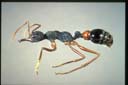 Myrmecia esuriens