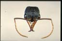 Myrmecia esuriens