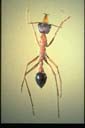 Myrmecia nigriceps