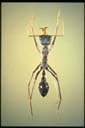 Myrmecia arnoldi