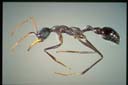 Myrmecia arnoldi