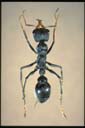 Myrmecia haskinsorum
