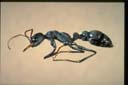 Myrmecia haskinsorum