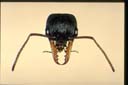 Myrmecia haskinsorum