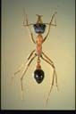 Myrmecia desertorum